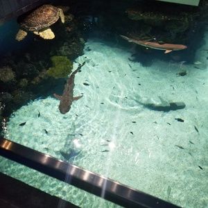 Meet your Posher, Denelle